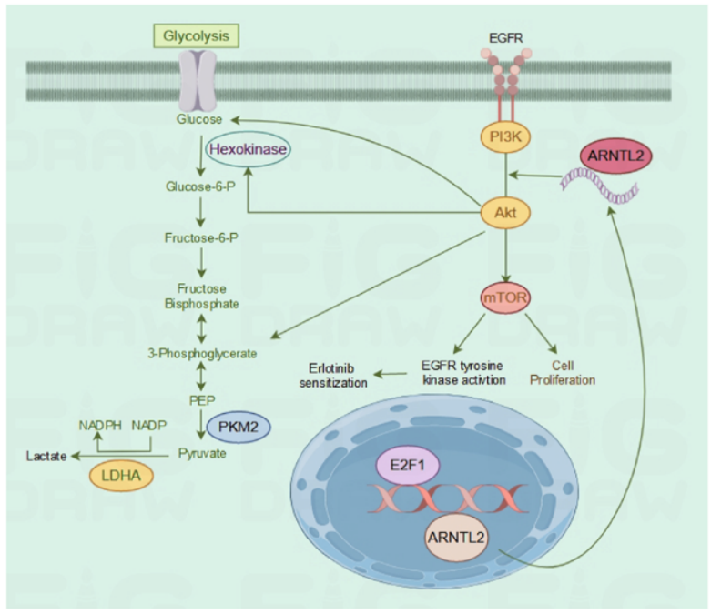 Mol Cancer.：ARNTL2是预测厄洛替尼治疗胰腺癌预后和治疗效果的可靠生物标志物