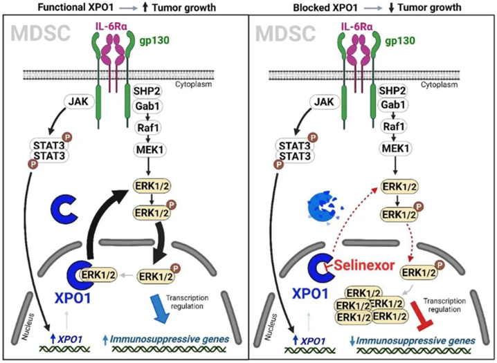 Cell Mol Immunol：新研究发现XPO1蛋白控制肿瘤中髓源性抑制细胞的免疫抑制功能