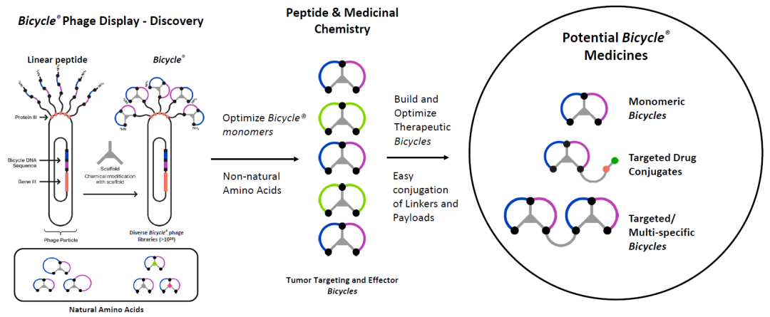 17.5亿美元：诺华与Bicycle合作开发靶向双环肽核药