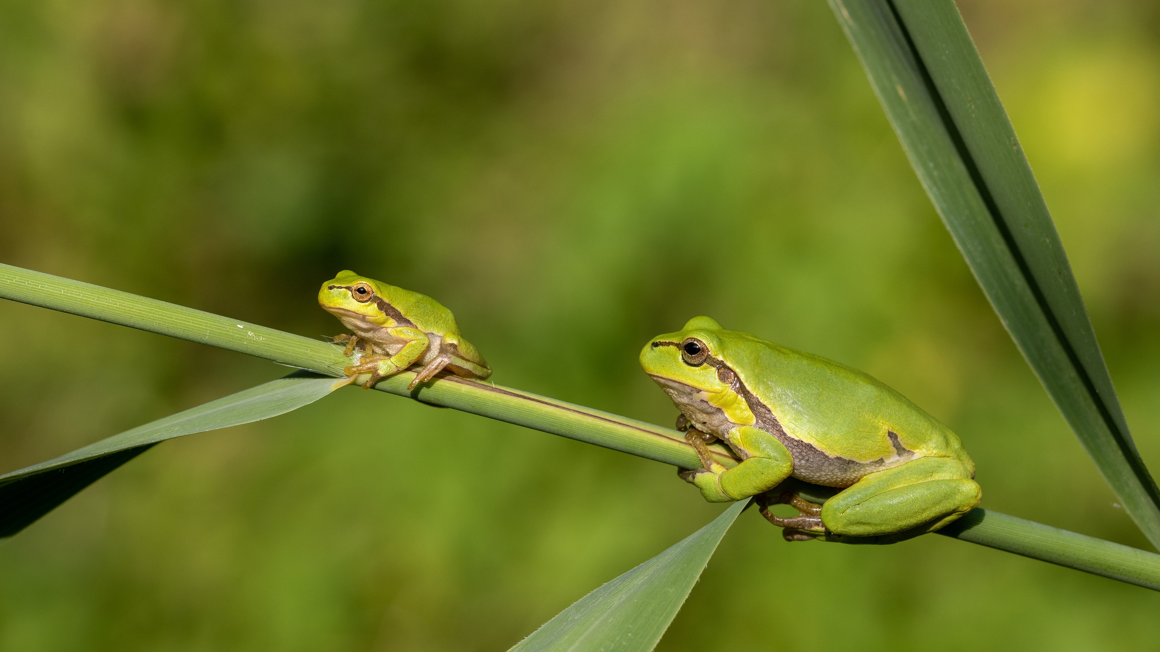Vertex jumps to TreeFrog to enhance production of Type 1 diabetes cell therapy candidates