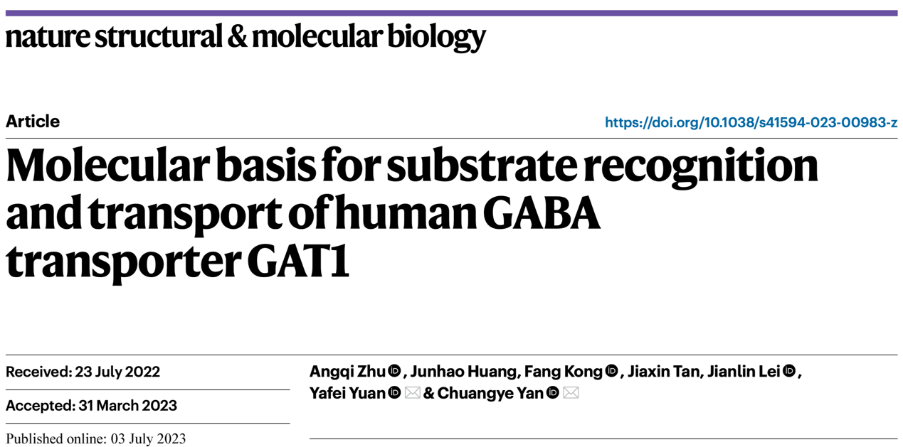 研究揭示GABA转运蛋白GAT1的底物转运机制和药物抑制机理