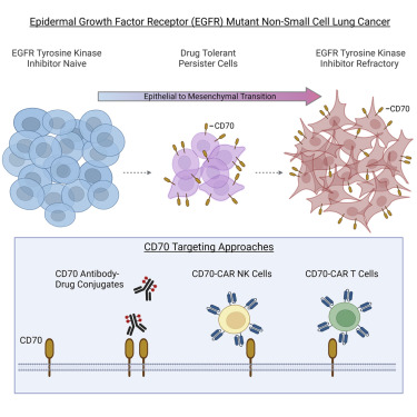 《Cancer Cell》研究首次证实，CD70靶向疗法可治疗NSCLC耐药性