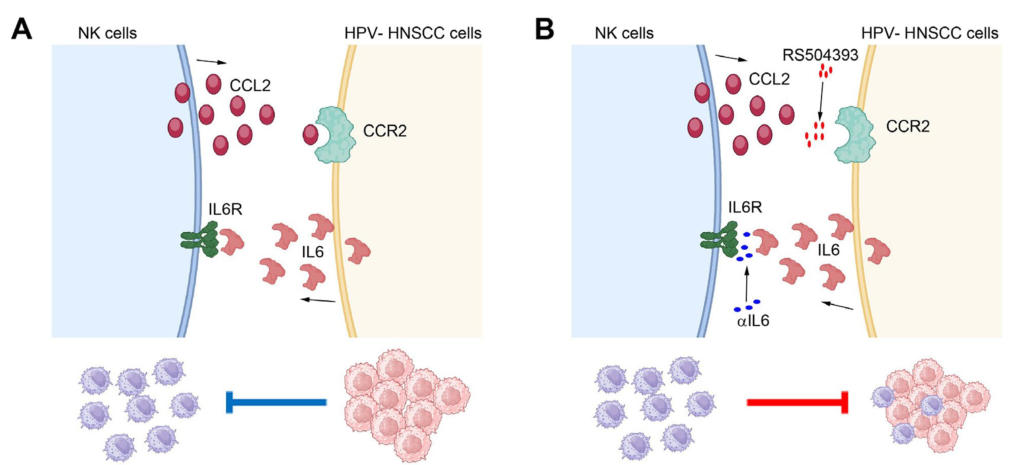J Exp Clin Cancer Res: 双重阻断IL6和CCR2通路为治疗HPV阴性头颈部鳞状细胞癌提供了新的策略