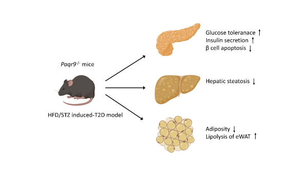 研究发现孕酮和脂联素受体可改善糖尿病小鼠的胰岛细胞功能和葡萄糖稳态