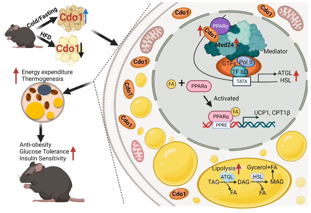 汤其群/郭亮团队发现促进脂肪燃烧的酶Cdo1，并解析其作用机制