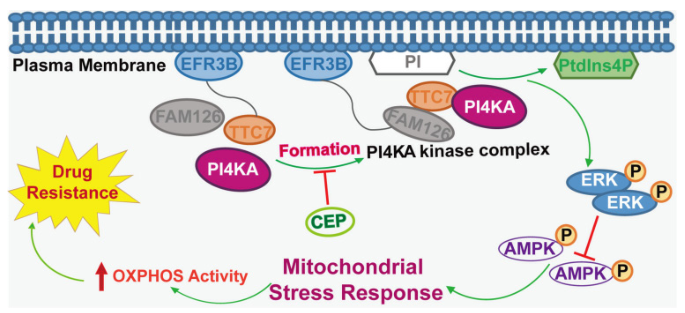 Theranostics: 靶向PI4KA通过调节ERK/AMPK/OXPHOS轴增加难治性白血病化疗敏感性