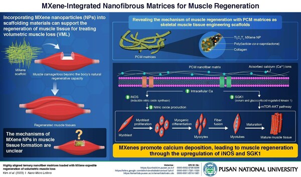 Pusan National University's Breakthrough in Muscle Regeneration: Nanotech Scaffolding Supports Tissue Growth