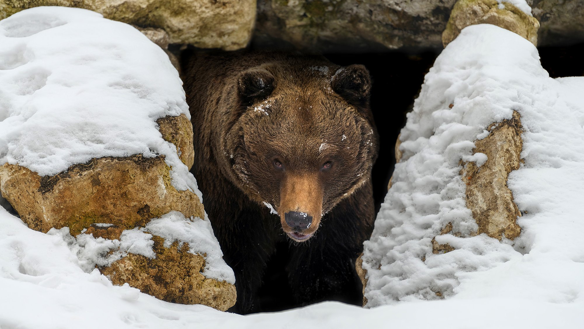 JPM24: Biotech investors tip toe around the bear market to familiar territory