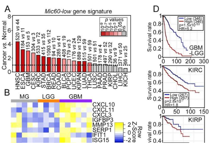 PLoS ONE：科学家揭示线粒体与人类胰腺癌发生风险之间的神秘关联