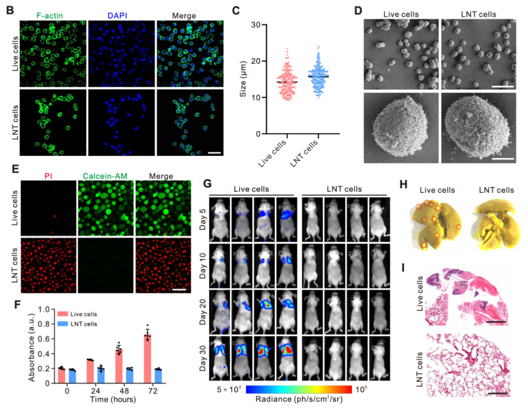 浙大学者开发出新型CRISPR-Cas9递送载体，利用冷冻休克肿瘤细胞靶向肺癌