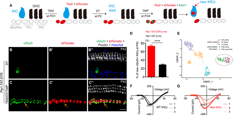 异位表达Tbx2和Atoh1诱导小鼠损伤模型的内毛细胞原位再生研究