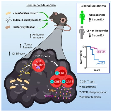 Cell：揭示饮食和益生菌增强黑色素瘤免疫疗法反应的分子机制