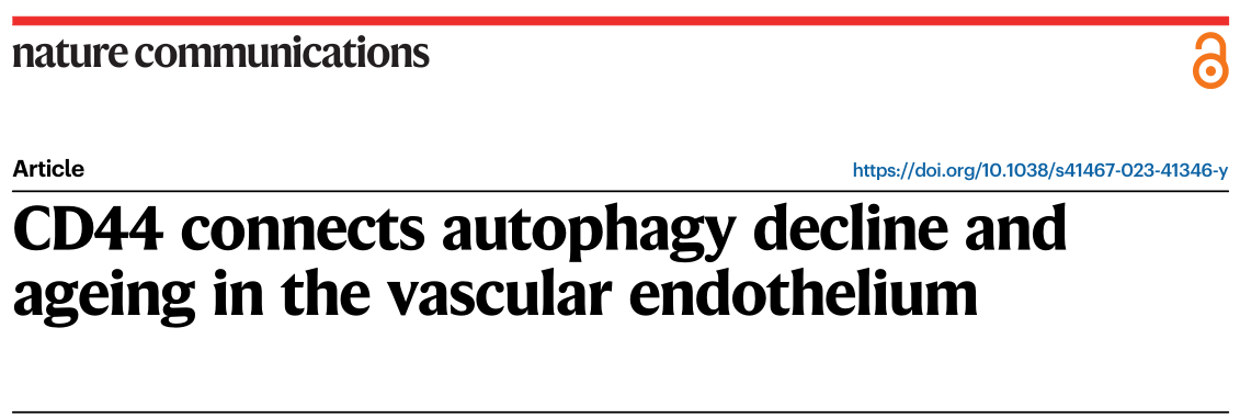Nature Communications: CD44与血管内皮细胞自噬功能下降和衰老有关