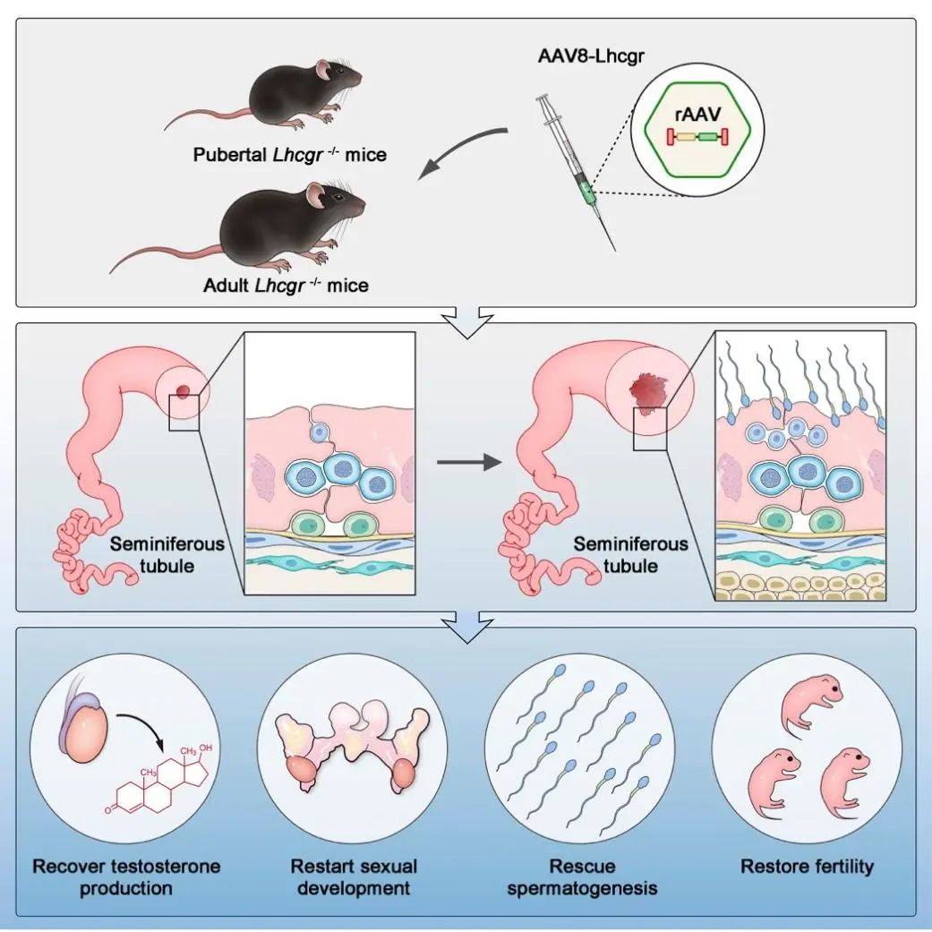 Cell子刊：项鹏/邓春华团队通过AAV基因治疗恢复小鼠生育能力