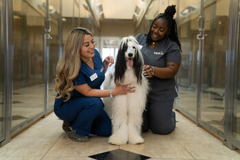 VCA Animal Hospitals, Proudly Part of Mars Veterinary Health, Recognized as one of America's Greatest Workplaces for Diversity for 2024 by Newsweek