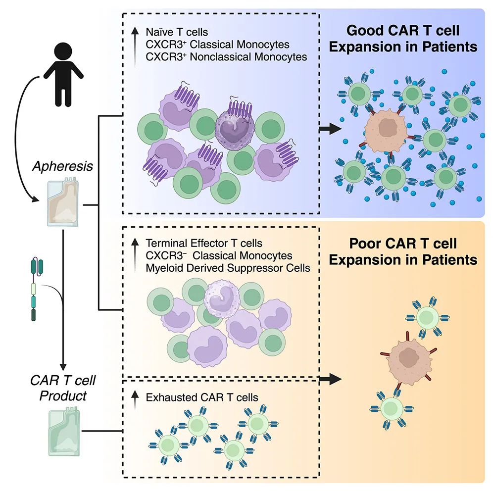 揭开实体瘤CAR-T细胞治疗效果的影响因素