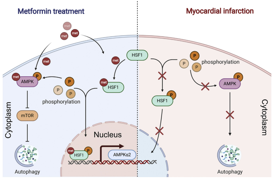 Molecular Therapy Nucleic Acids: 二甲双胍改善小鼠心肌梗死后HSF1信号的异常激活