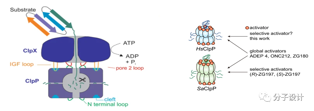 靶向ClpP的激动剂设计及其在肺鳞状细胞癌中研究