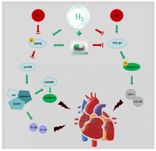 FRBM: 氢气和二甲双胍联合应用通过抑制糖尿病心肌病的焦亡和纤维化保护心脏功能