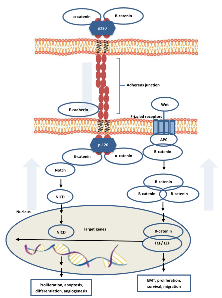 剑桥大学：遗传性弥漫性胃癌分子特征及其临床意义的研究进展