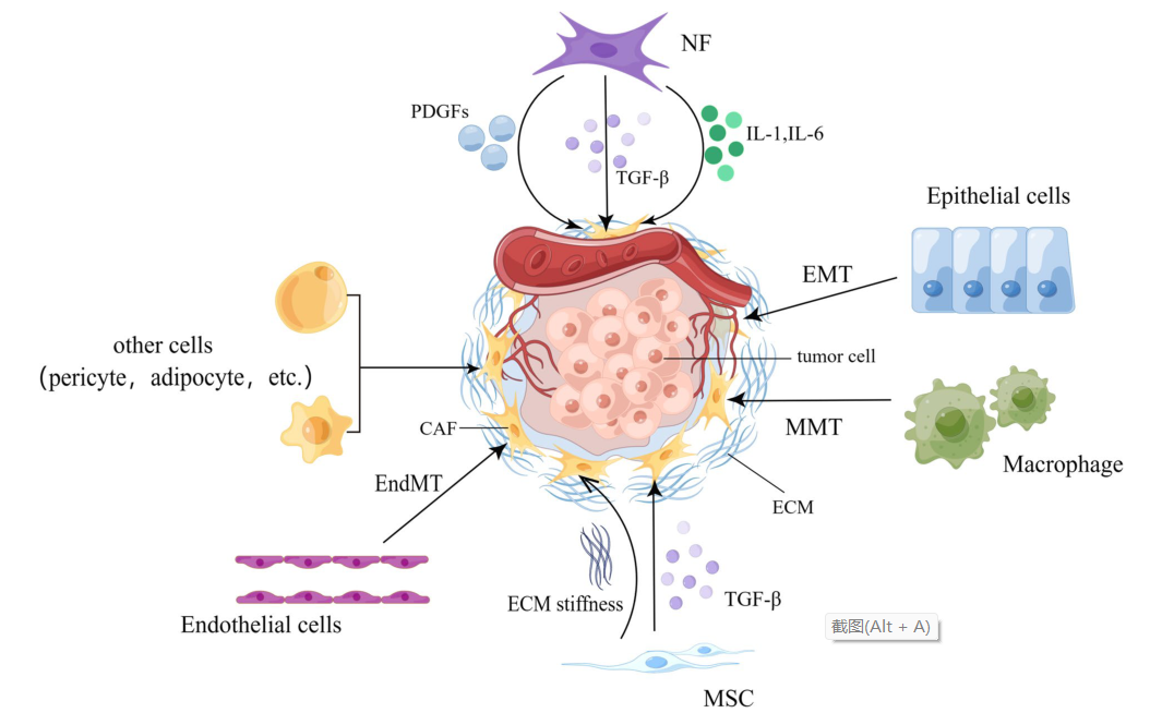 癌症相关成纤维细胞在癌症免疫治疗中的进展