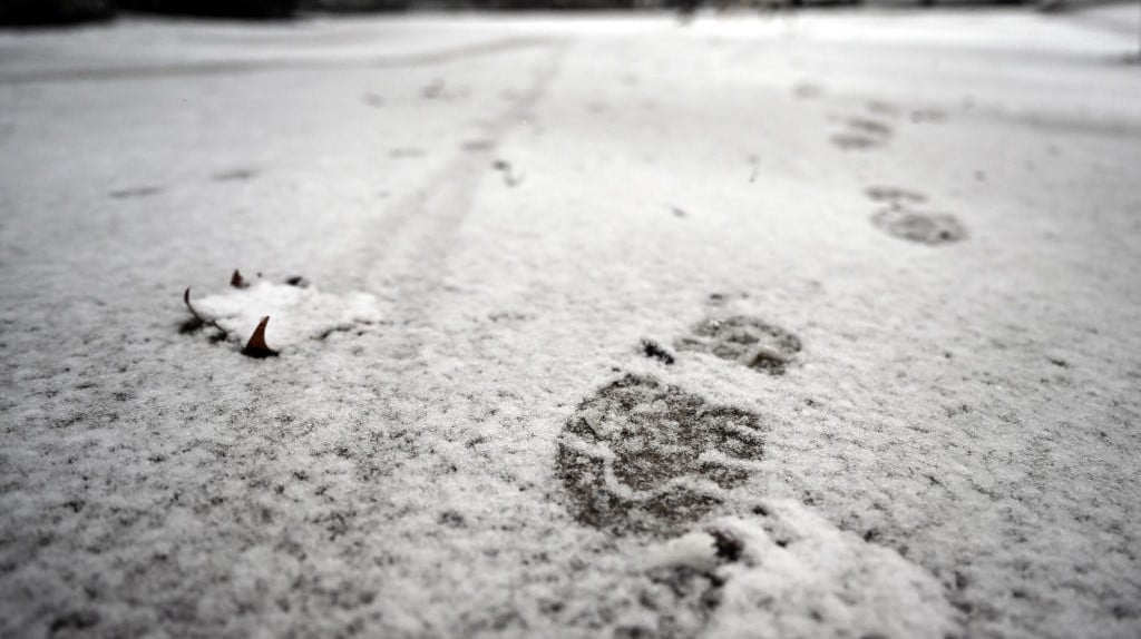 Fresh Tracks to dissolve after hunt for buyer comes up empty