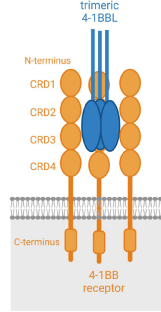T细胞共刺激靶点：4-1BB (CD137)  附国内外研发管线