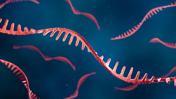 Why some RNA drugs work better than others