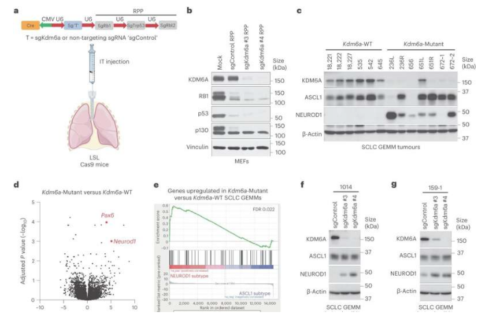 Nat Cell Biol：揭示特殊基因KDM6A在人类小细胞肺癌亚型可塑性的表观遗传调节中的重要作用