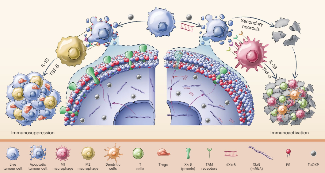 新靶点+新载体：黎松团队通过siRNA联合化疗，增强抗肿瘤免疫反应