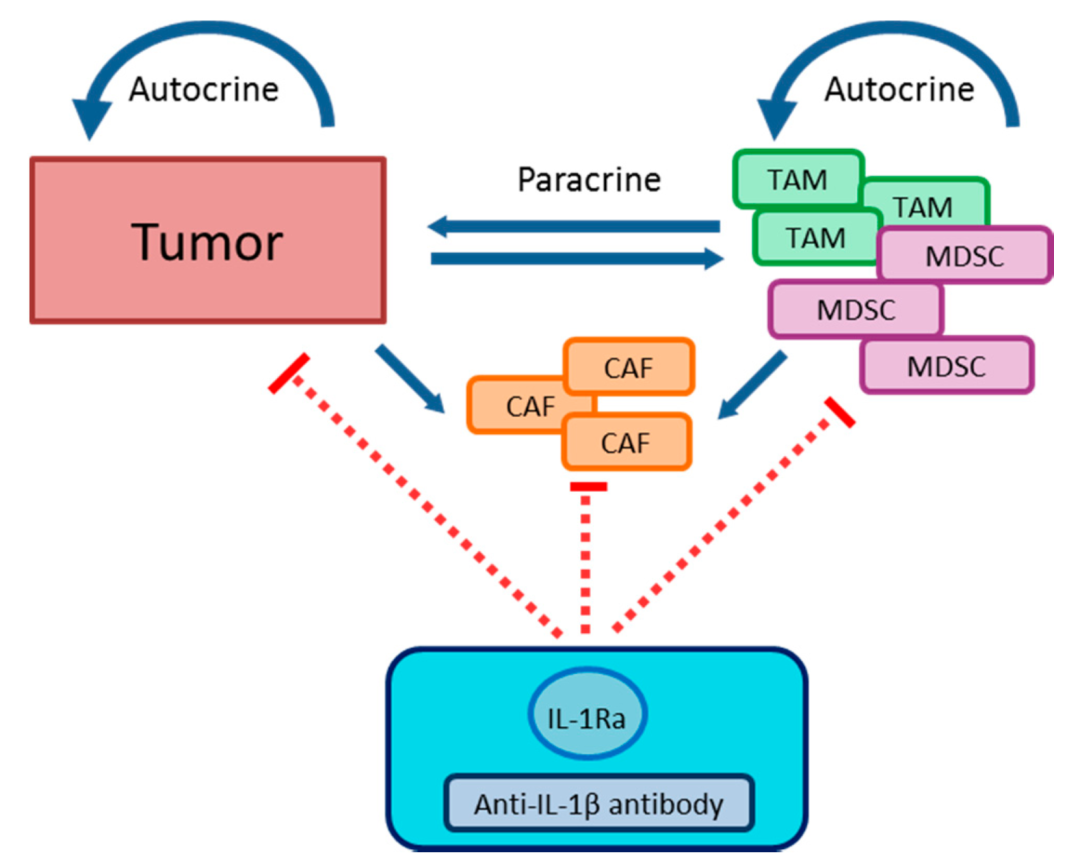 IL-1β：肿瘤治疗双向作用