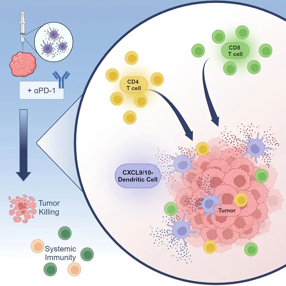 Cell子刊：工程化树突状细胞，增强肺癌免疫治疗效果