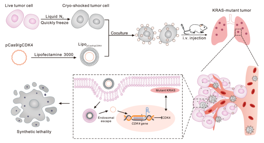 浙大学者开发出新型CRISPR-Cas9递送载体，利用冷冻休克肿瘤细胞靶向肺癌