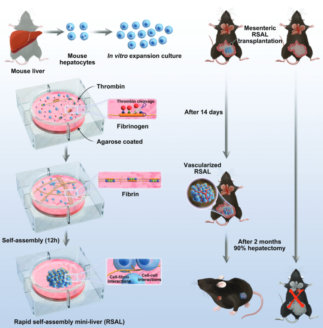 黄鹏羽团队构建新型人工肝脏，保护90%肝脏切除小鼠免受肝衰竭