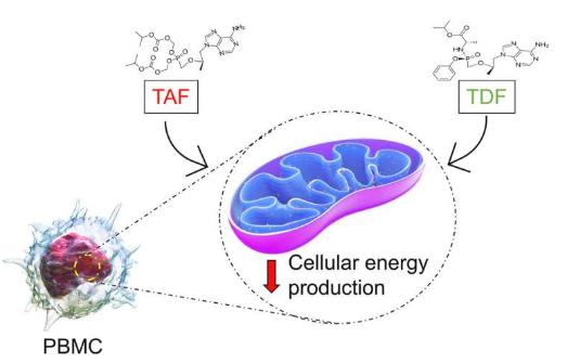 Metabolism：治疗HIV和HBV感染的常见抗逆转录病毒药物或能减少机体中免疫细胞的能量产生