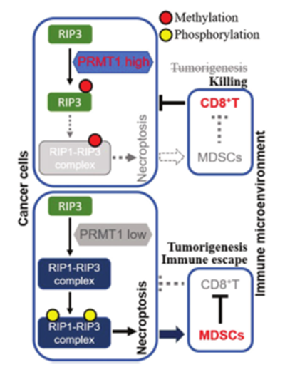 南方医科大学的研究者们揭示了PRMT1调节的坏死和结肠癌免疫的分子机制