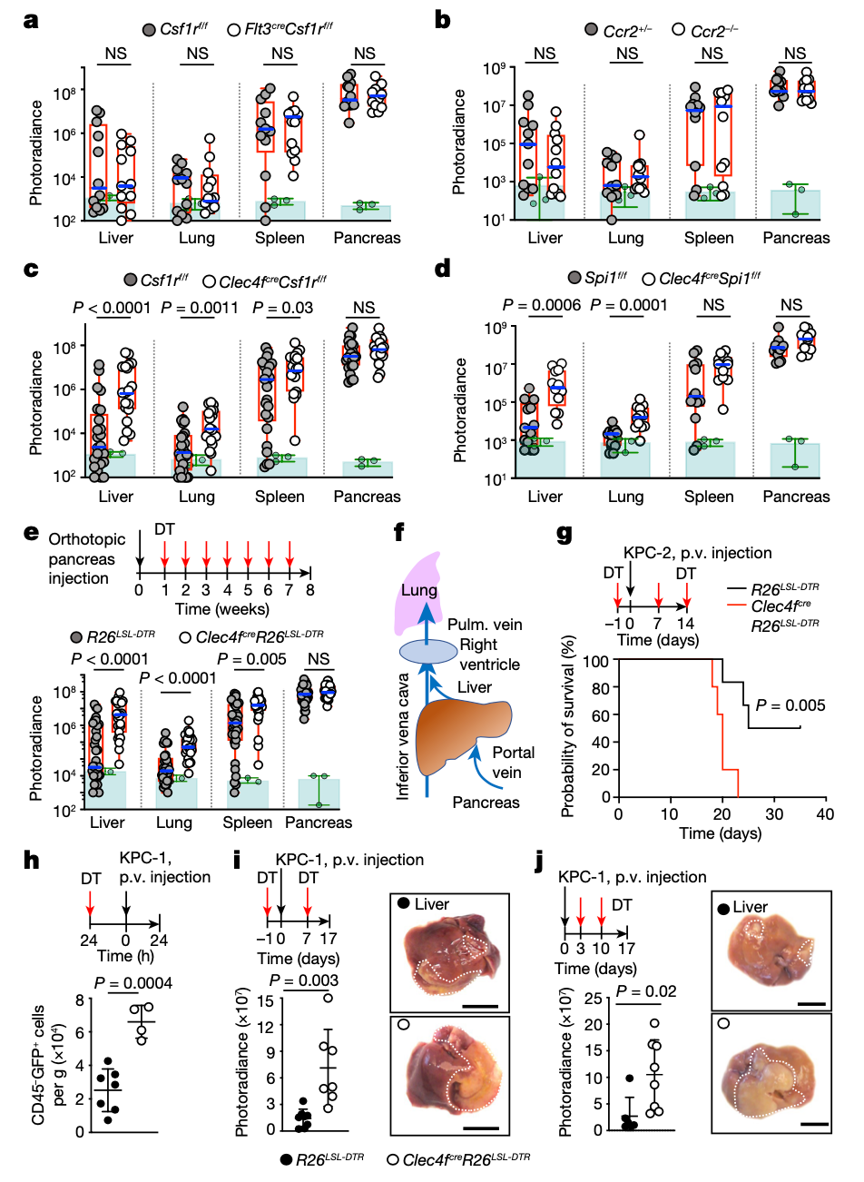 从巨噬细胞到癌症治疗：ID3在肝脏抗肿瘤反应中的新发现