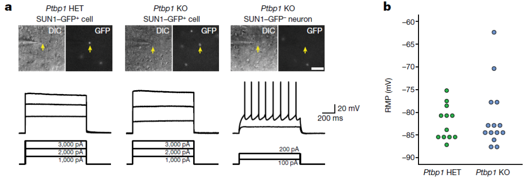 轰动学界的Nature和Cell论文，再被质疑有误，Ptbp1缺失不能诱导胶质细胞转化为神经元