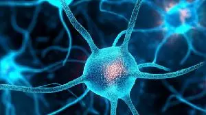 CDNF通过靶向内质网应激挽救渐冻症模型的运动神经元，延长寿命