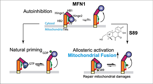 研究揭示小分子促进线粒体融合并修补线粒体损伤的新机制
