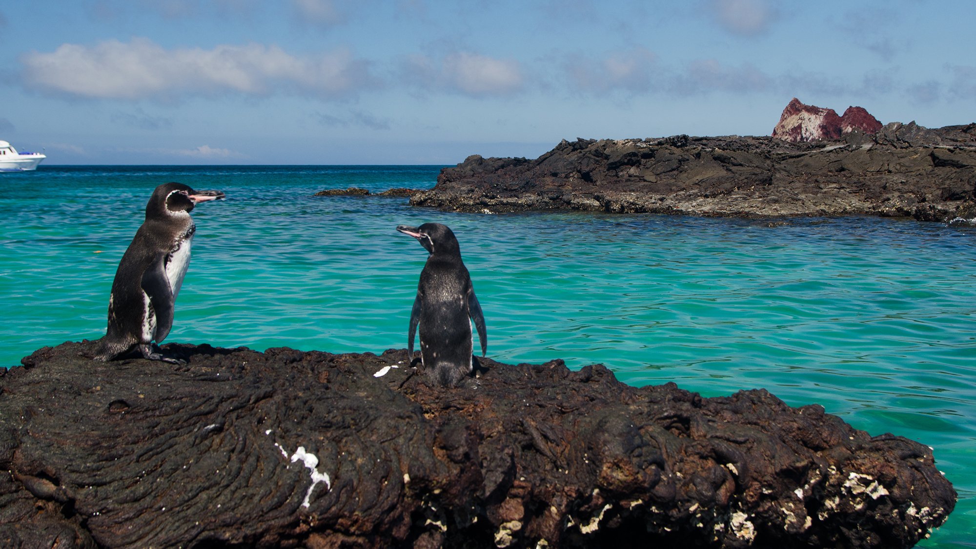 With new partnership, Galapagos takes decentralized CAR-T manufacturing quest nationwide