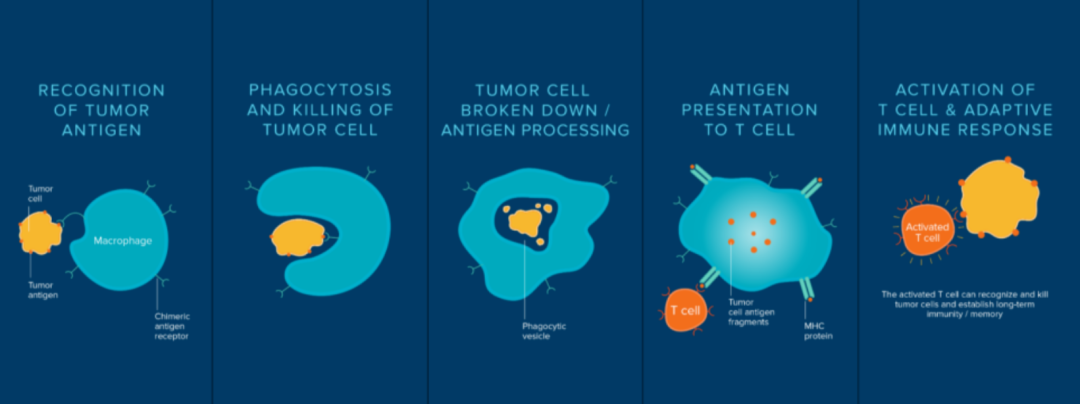 9种细胞治疗技术之间的差异及优劣势分析