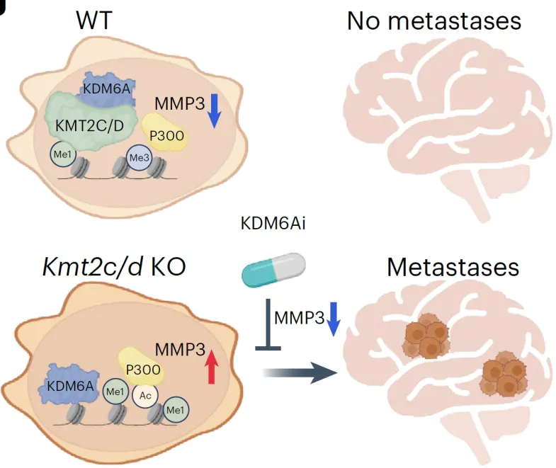 表观因子KMT2C/D突变三阴性乳腺癌脑转移的新机制