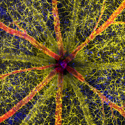 Rodent Optic Nerve Head Wins the 49th Annual Nikon Small World Photo Microscopy Competition