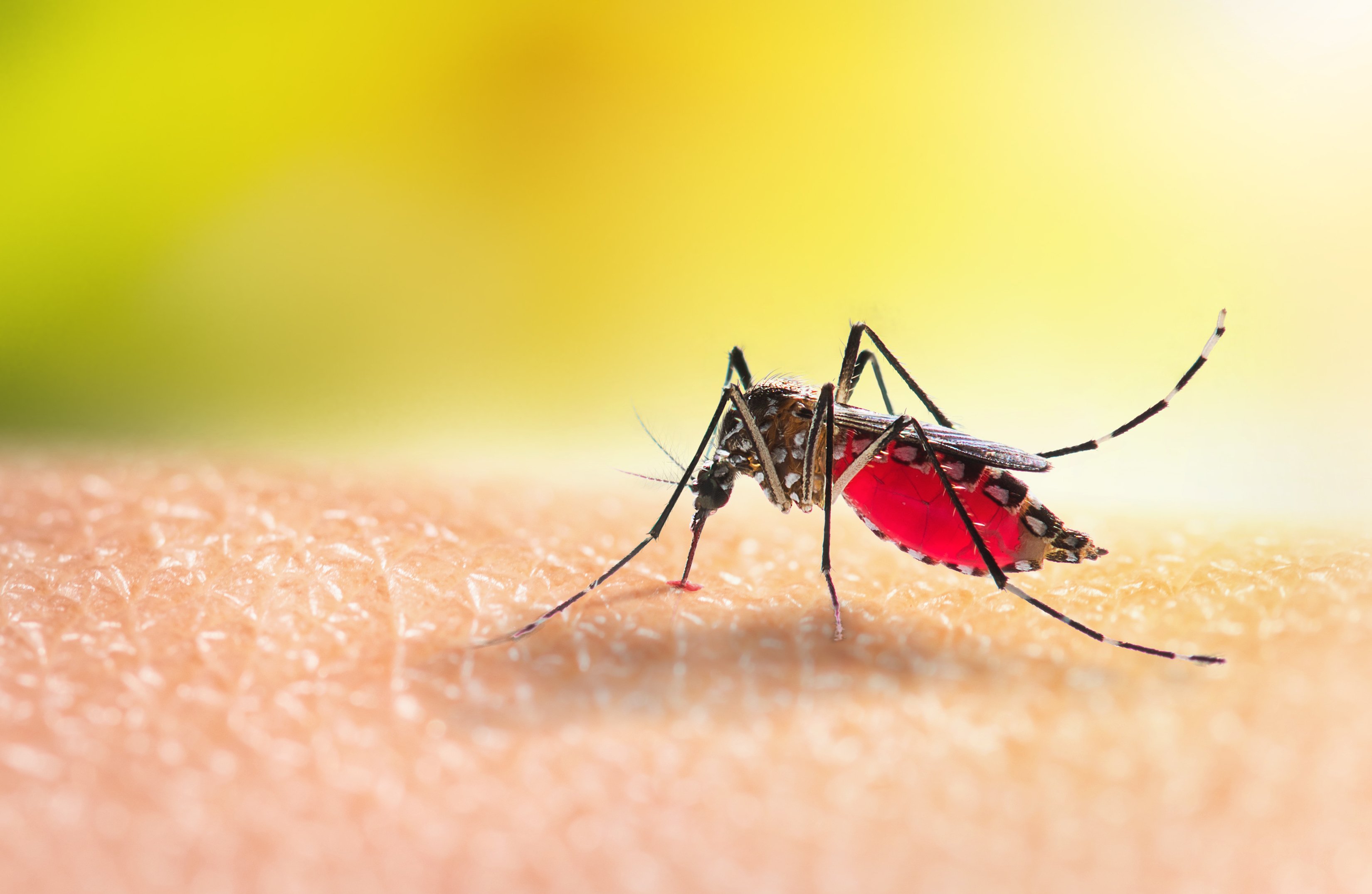 J&J bites back against dengue, linking antiviral to protection from infection in challenge trial