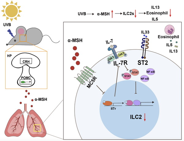 研究揭示UVB辐照通过垂体-肺轴促进α‐MSH释放从而抑制ILC2s的功能