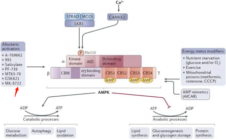 专利分析｜AMPK激活剂如何靶向肠道？