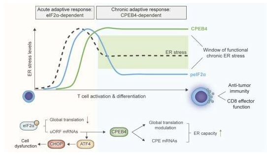 EMBO J：特殊蛋白对于维持机体T淋巴细胞的抗肿瘤功能非常重要
