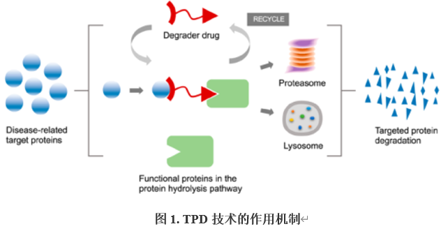 核酸适体降解剂，或将引领TPD发展新方向？