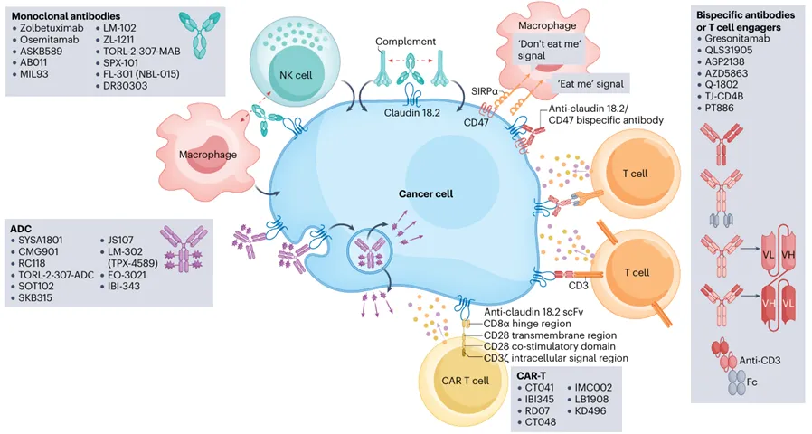 新型治疗靶点：Claudin 18.2 开启癌症药物新时代